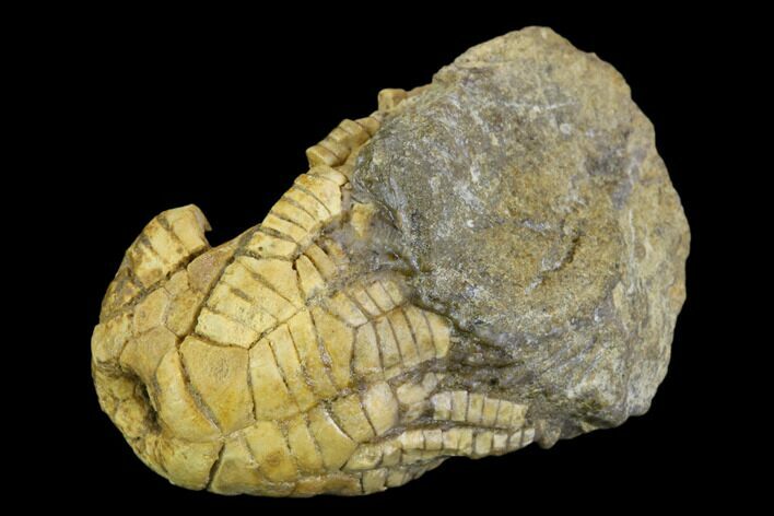 Fossil Crinoid (Zeacrinites) - Alabama #122389